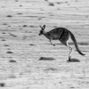 Klokan obrovsky - Macropus giganteus - Eastern Grey Kangaroo o8485